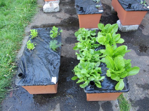 earthbox foreground 050513