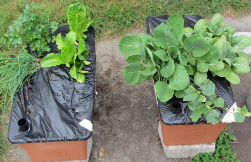 earthbox background 051213