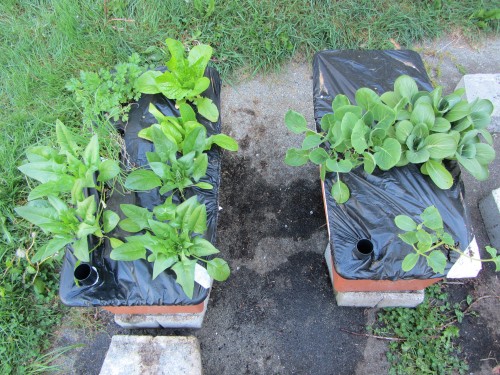 earthbox background 050513