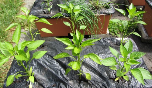 052413 sweet peppers