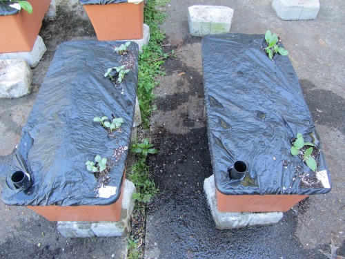 earthbox midground 050513