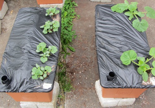 earthbox midground 051213