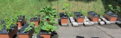 The photo is sort of green- on- green. The the way it goes sometimes.