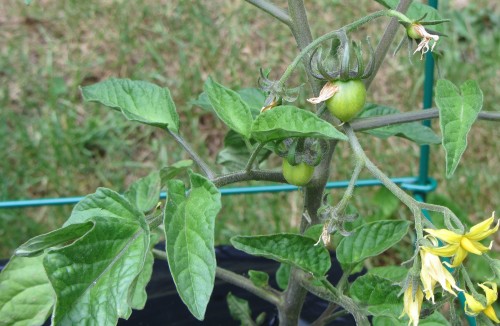 052413 glacier tomato
