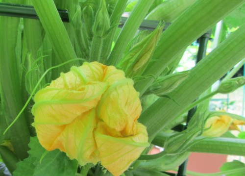 062313 squash blossoms