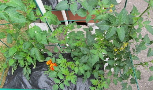 The Sun Gold is energetic.