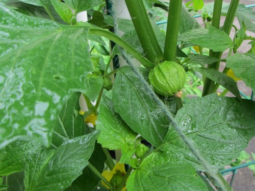 062313 tomatillo