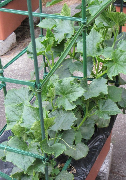 061513 cucumbers