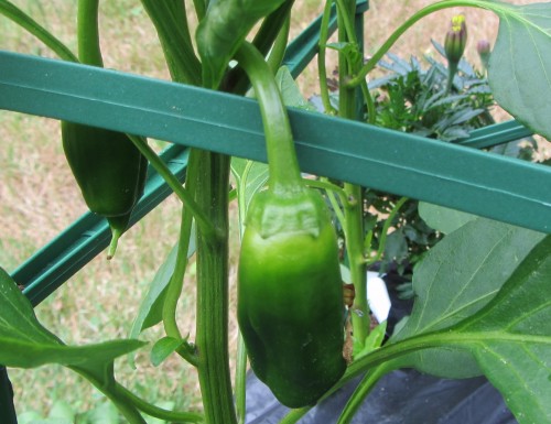 062313 sweet pepper gourmet