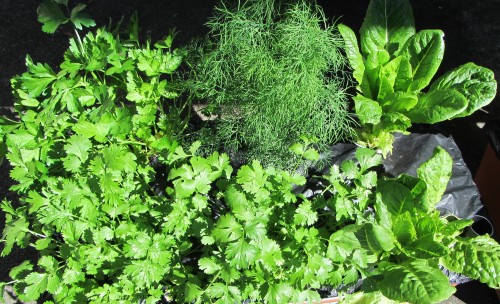 I see a lot of salsa in the future. At least until the cilantro bolts.