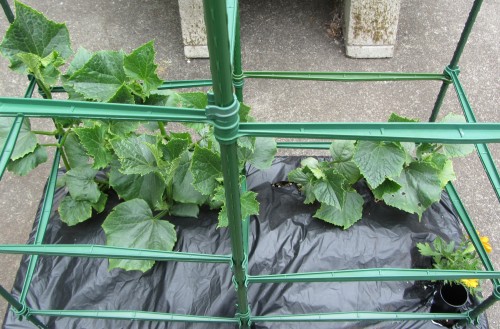 For whatever reason, the two on the left are much bigger than the two on the right...