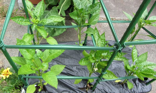060713 peppers