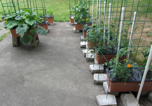 060713 earthbox layout (rear)