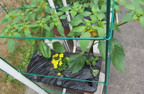 Yellow marigolds in the center of the box. All the marigolds are the "French" variety, which are supposed to be the best type for companion planting.