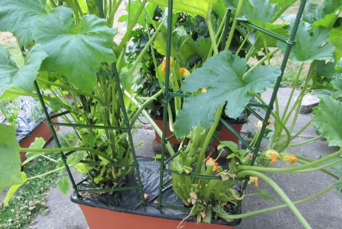 I didn't mess around with the pruning. I'd like to think the plants will be healthier. We'll see.