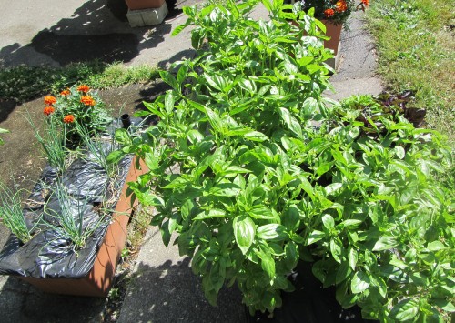 072113 basil bunch onions