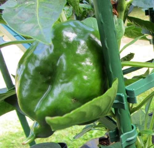 070713 pepper king of the north