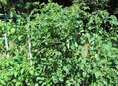 070713 tomatoes