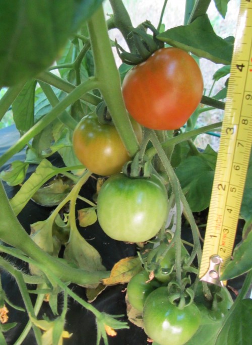 070213 glacier tomato