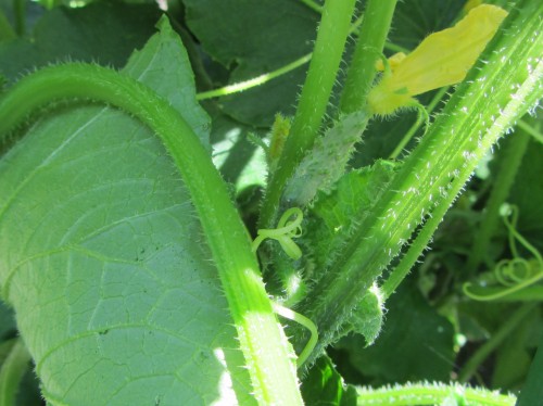 070713 cucumber