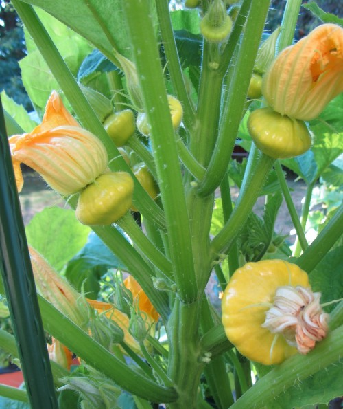 072113 patty pans late day