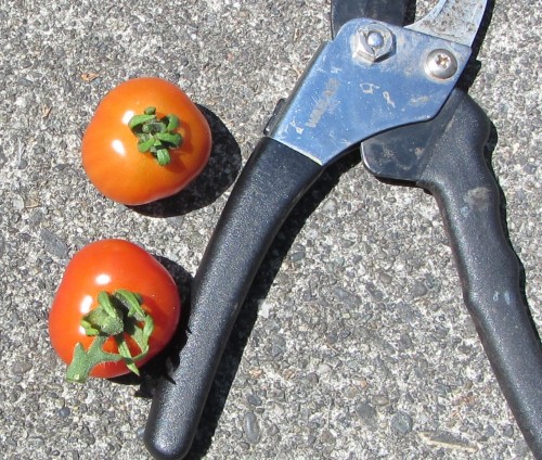 The start of a tiny caprese.