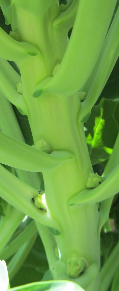 070713 brussels sprouts