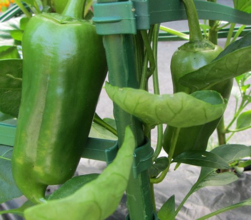 070713 pepper gourmet