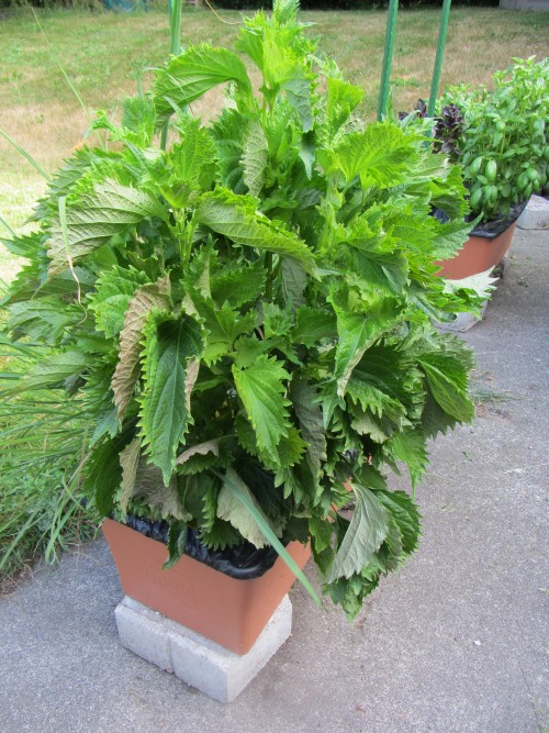 070713 shiso