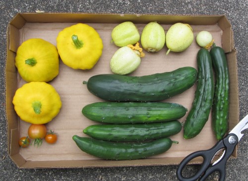 A couple of pounds of regular cucumbers and a pound of patty-pans. Also lemon cucumbers and a few tomatoes.