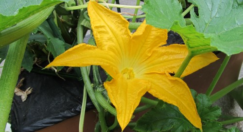 072813 zucchini flower
