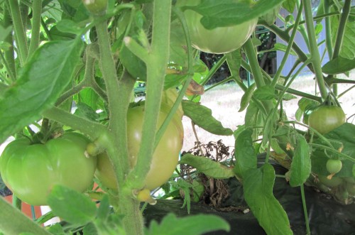 071313 siletz and glacier