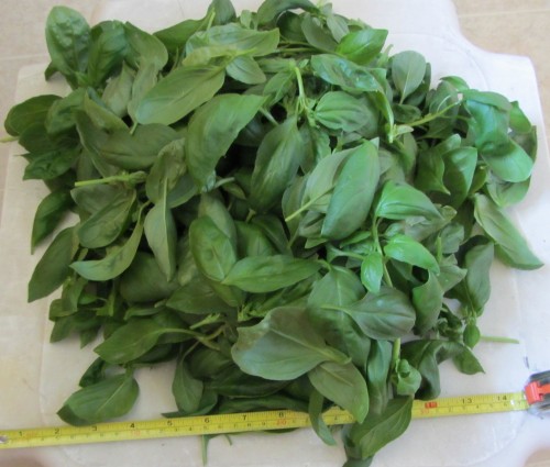070613 basil