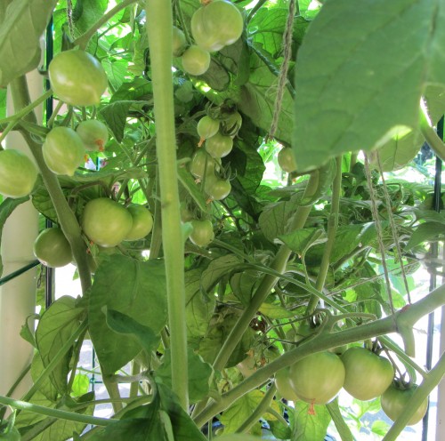 Near the bottom of the glacier tomato plant.