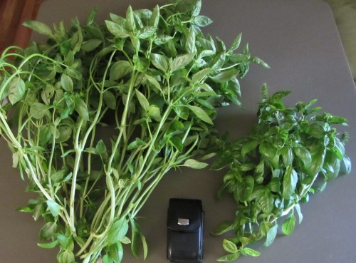 082513 basil harvest