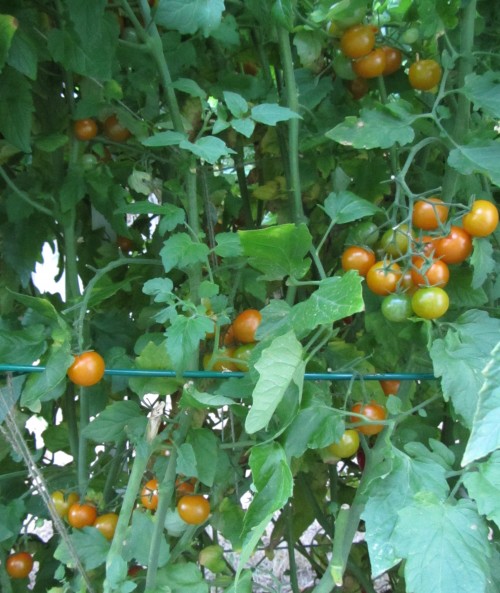 082513 sun gold before