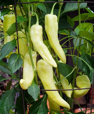 Hot Pepper_Banana