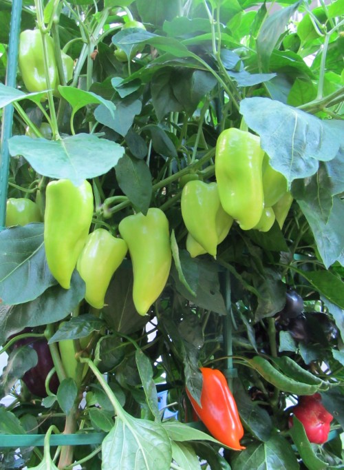 Some of the branches may need more support.