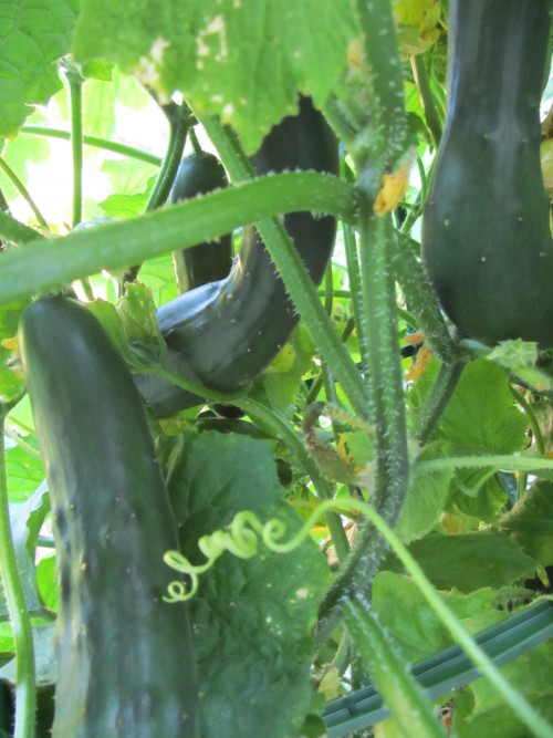 Bursting out everywhere.