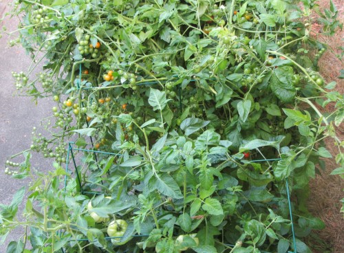 082513 sun gold above