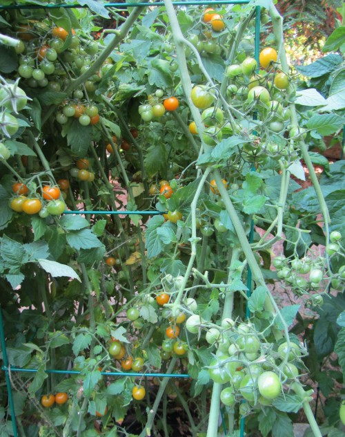 082513 sun gold after