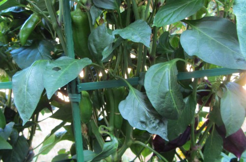 Lipsticks on the left. Tequila on the right.