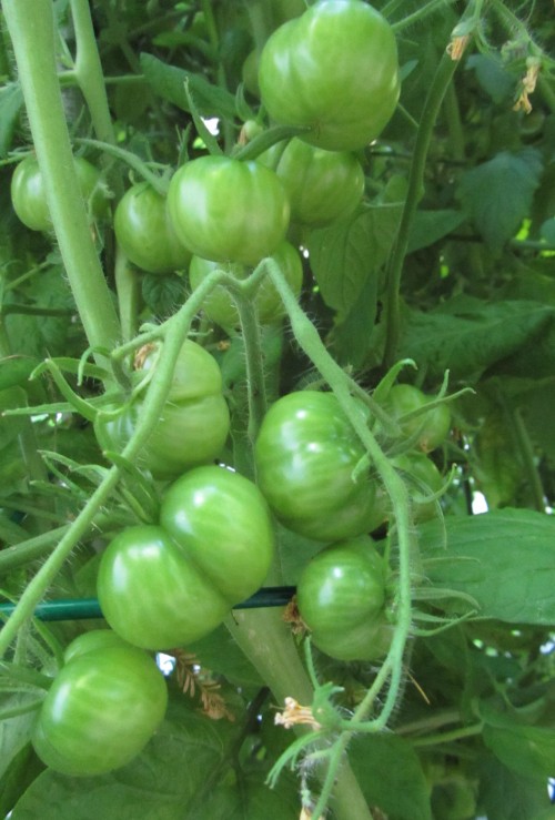 These are sandwiched in the back middle, competing for space with the Sun Golds . It'll be interesting to see how well they ripen.