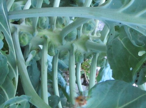 082513 brussels sprouts