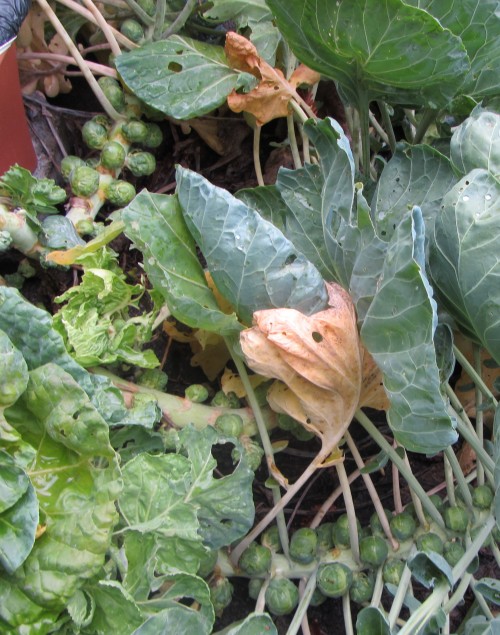 093013 brussels sprouts