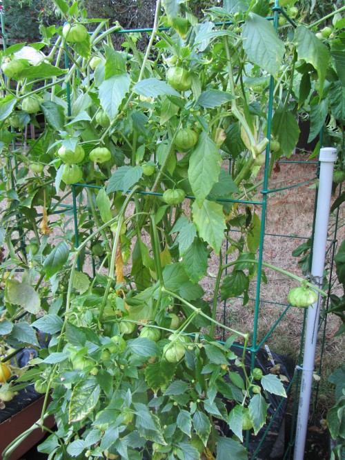 There's a hole where the back plant was.