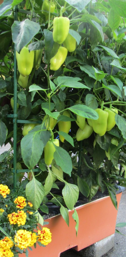 Look closely and you'll see strings holding up the stems. The extra support probably saved them from snapping off during the last big rainstorm.