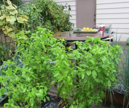 091513 basil and overview