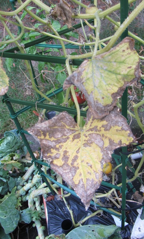 092213 lemon cucumber