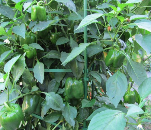 090113 King of the North